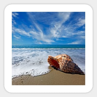 Beach with conch shell under blue sky Sticker